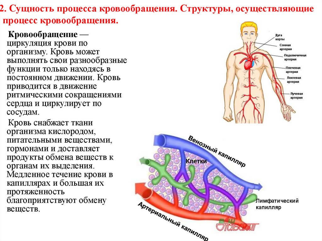 Сосудистая гемодинамика. Сущность процесса кровообращения. Структуры осуществляющие процесс кровообращения. Анатомия кровообращения. Система кровообращения схема.