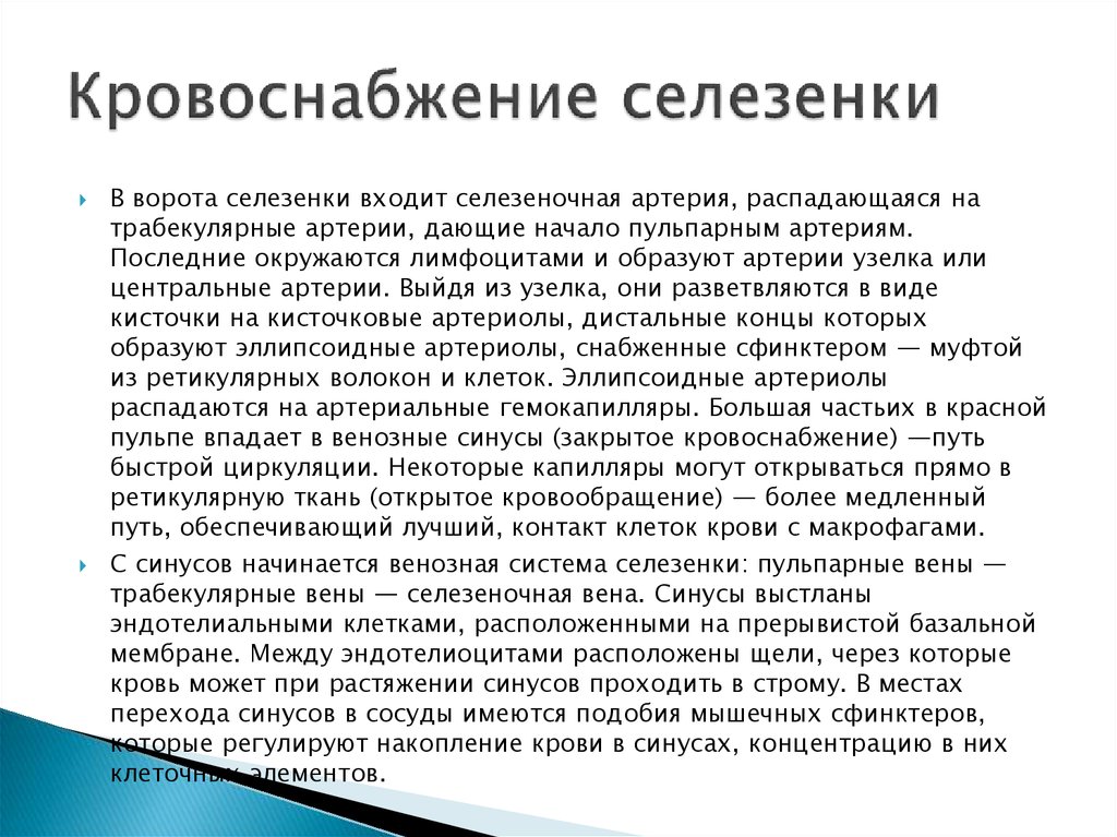 Селезенка особенности. Особенности кровообращения селезенки. Кровоснабжение селезенки. Кровоснабжение зелезёнка. Кровоснабжение селезенки гистология.