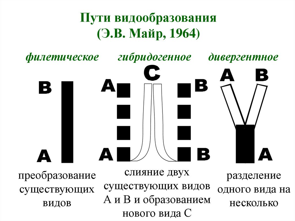 Презентация 9 класс по биологии видообразование 9 класс