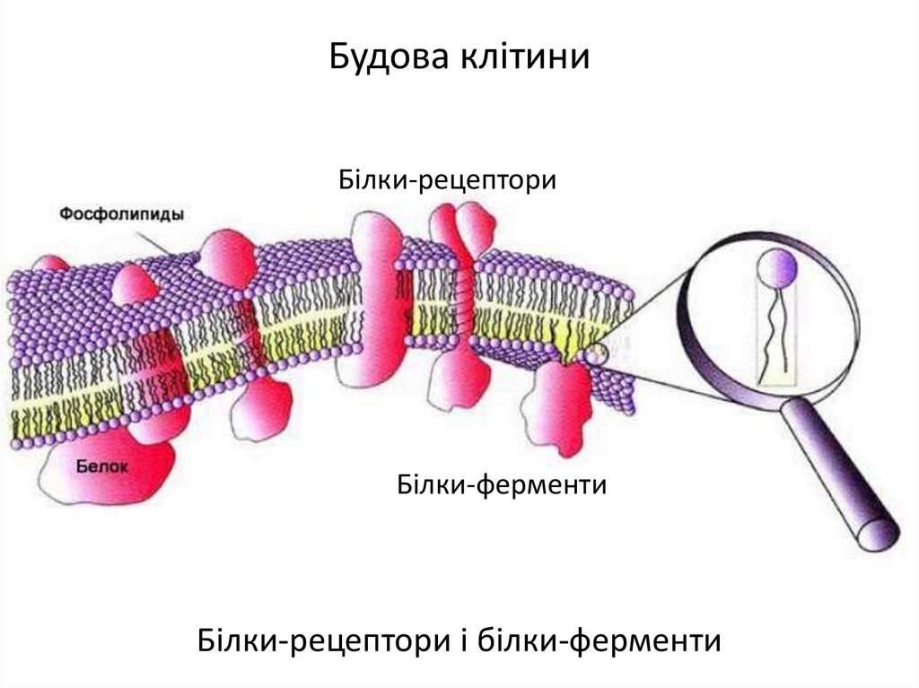 Липиды которые образуют клеточные мембраны
