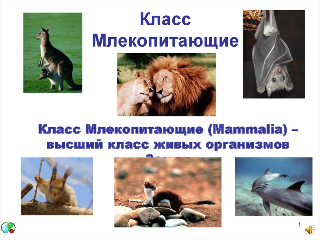 Класс млекопитающие презентация