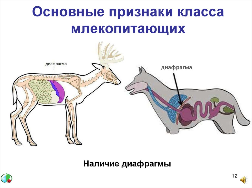 У кого из млекопитающих нет желудка. Внутреннее строение млекопитающих дыхательная система. Строение дыхательной системы млекопитающих 7 класс. Дыхательная система млекопитающих 7 класс схема. Дыхательная система млекопитающих схема цепочка.