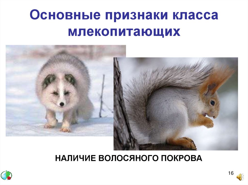 Самостоятельная работа класс млекопитающие. Класс млекопитающие покровы. Класс млекопитающие симметрия. Презентация сезонные явления в жизни млекопитающих. Экологическая группа млекопитающих Республики Башкортостан.
