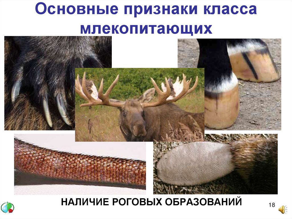 Признаки относящие человека к классу млекопитающих. Класс млекопитающие Томской области. Млекопитающие РСО -А.