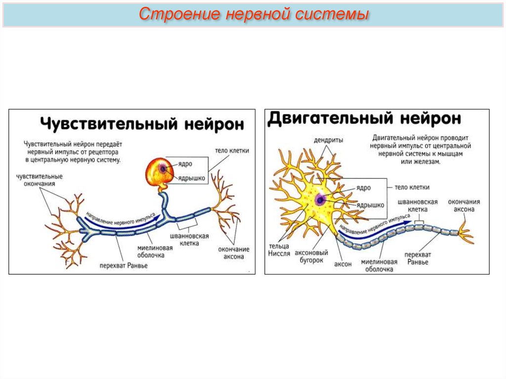 1 чувствительный нейрон. Схема двигательного нейрона. Отростки чувствительных нейронов. Чувствительный Нейрон к ЦНС. Характеристика двигательного нейрона.