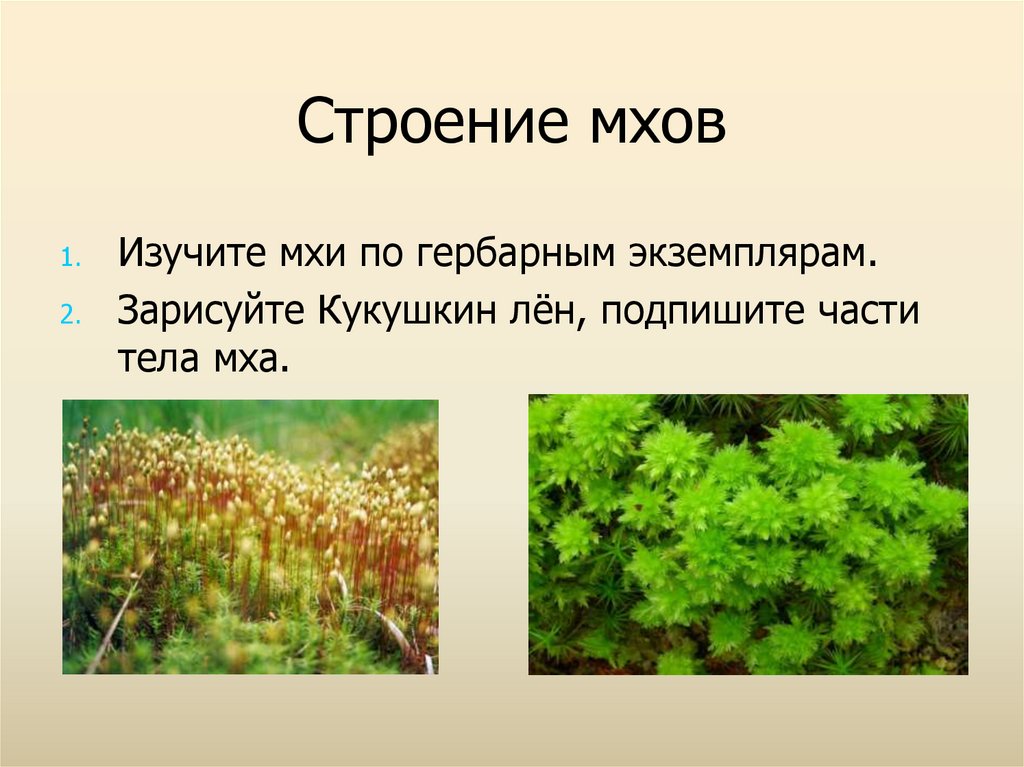 Почему мох называют споровым растением. Высшие споровые растения мхи. Строение мха ягеля.