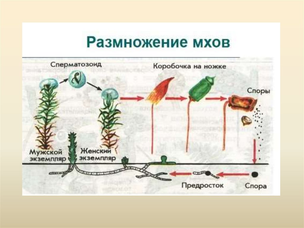 Спермий мха. Жизненный цикл мха Кукушкин лен 6 класс. Размножение мха Кукушкин лен цикл развития. Размножение моховидных растений схема. Цикл развития моховидных схема.