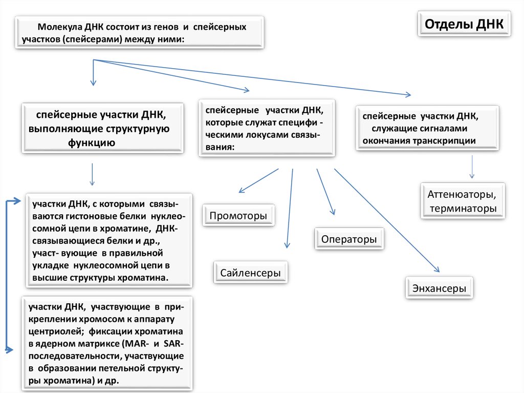 Структурные участки днк