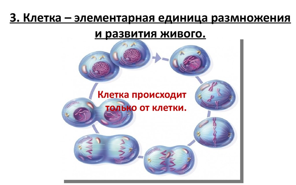 Клетка является функциональной единицей живого приведите доказательства