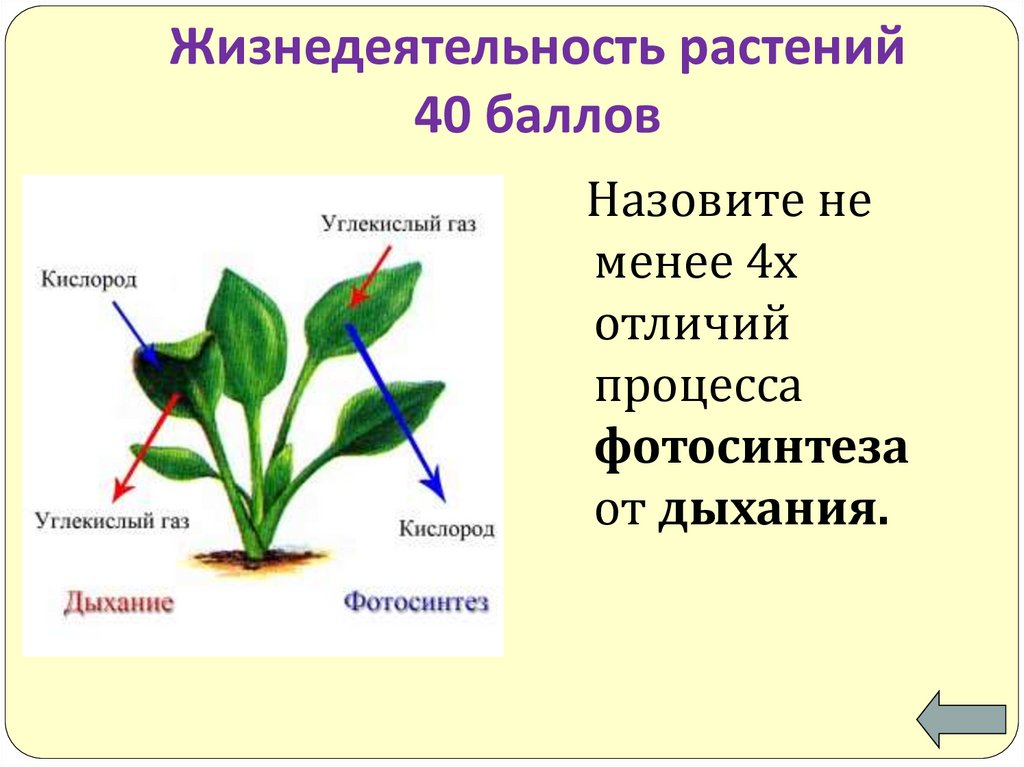 Как называется процесс когда растение растет. Процессы жизнедеятельности растений 6 класс. "Процессы жизнедеятельности растени. Процессыжинидеятельностирамтений.