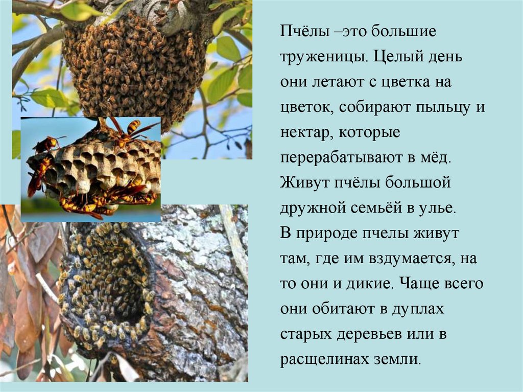 20 мая день пчел. День пчел. Всемирный день пчел. День пчел в России.