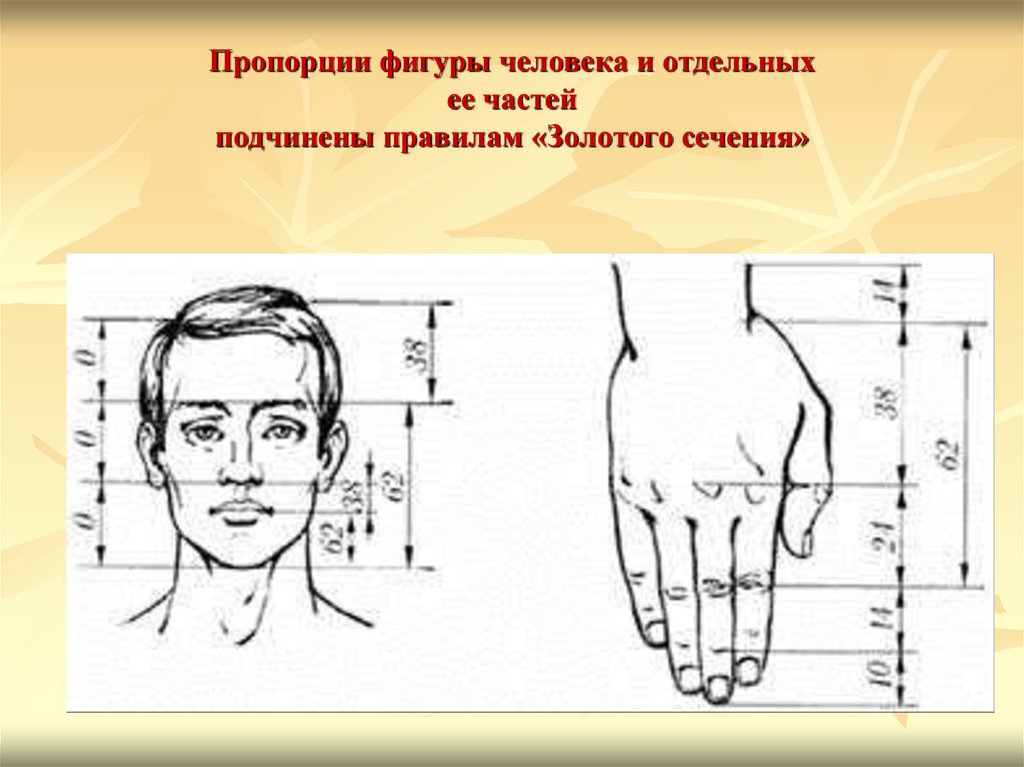 Золотое сечение в теле человека проект по математике