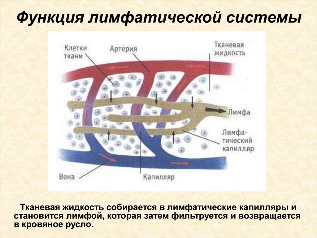 Функция лимфатической системы