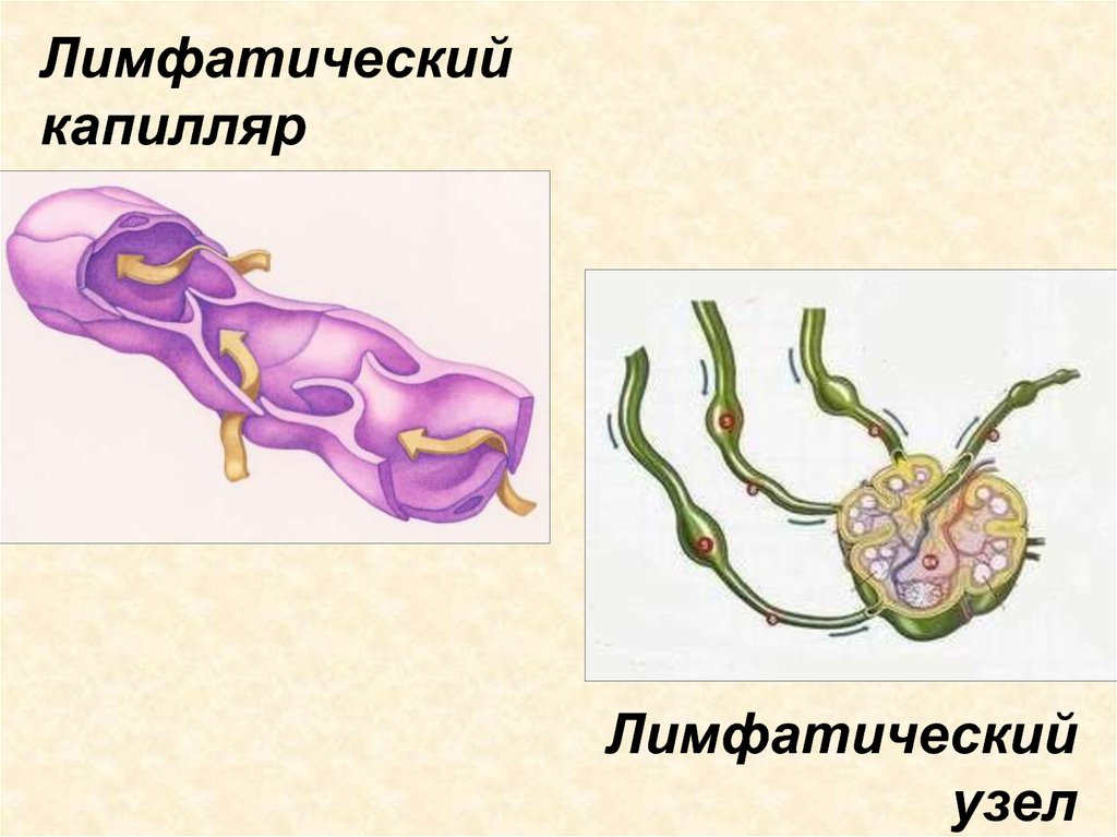 Лимфатический капилляр