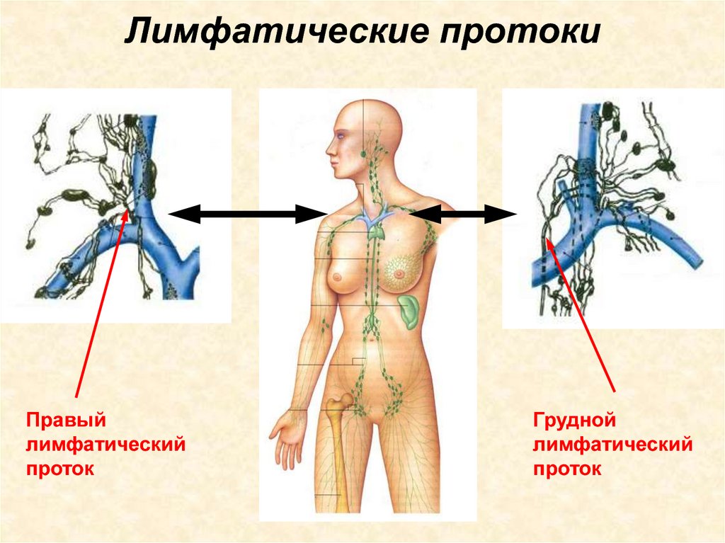 Схема грудного и правого лимфатического протока