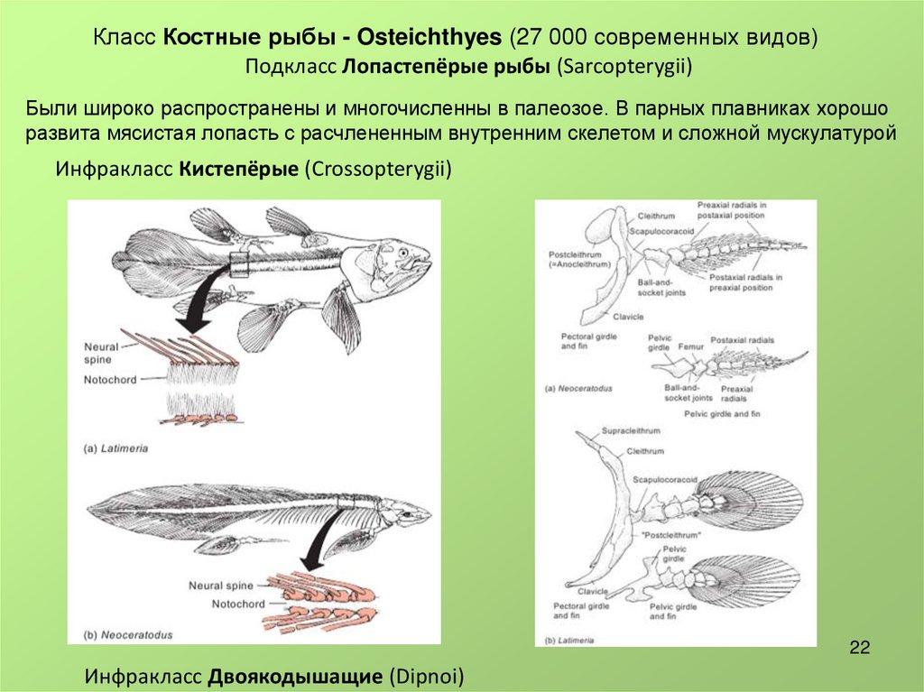 Класс костные рыбы