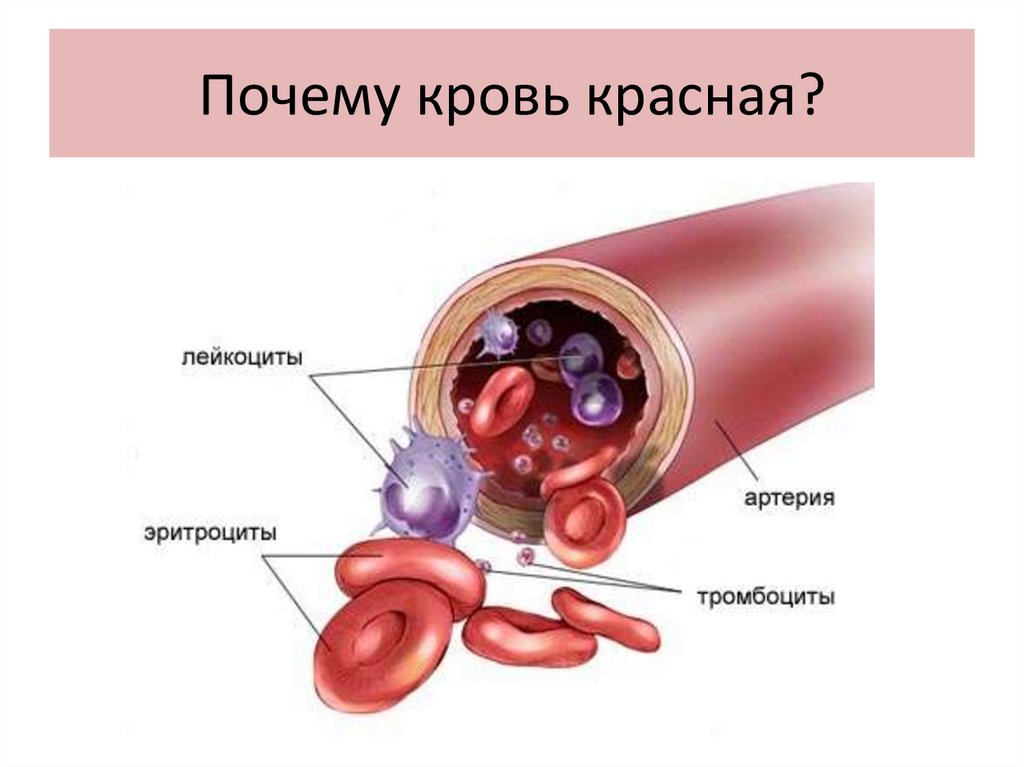 Почему нравится кровь. Строение крови. Строение клетки крови. Кровь анатомия.