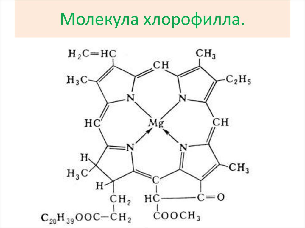 Молекула хлорофилла. Структура хлорофилла. Молекула хлорофилла формула. Хлорофилл структурная формула. Формула строения хлорофилла.