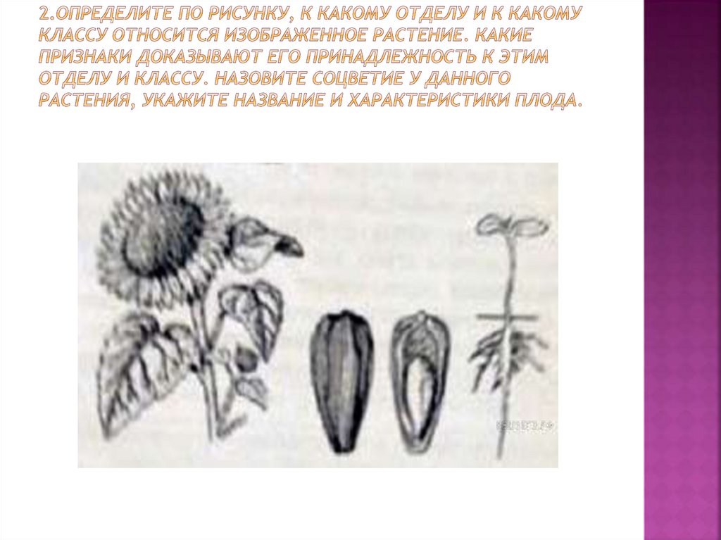 Растение какого отдела изображено на рисунке