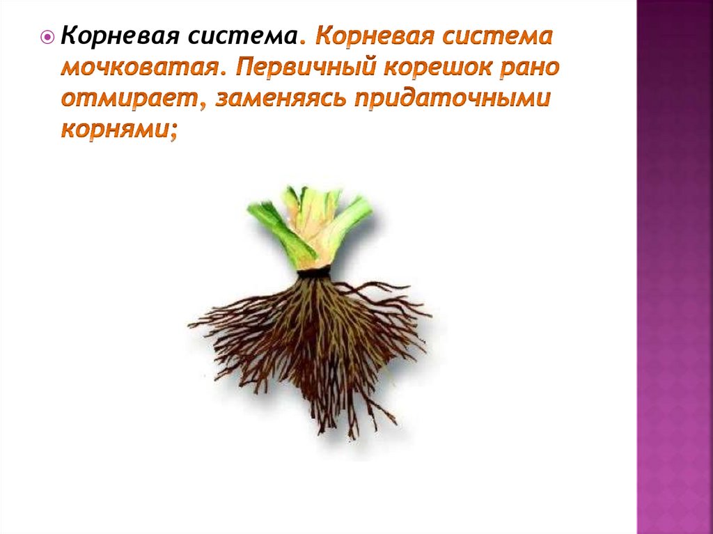 У двудольных растений мочковатая корневая система. Мочковатая корневая система Однодольные или двудольные. Однодольные растения лук.
