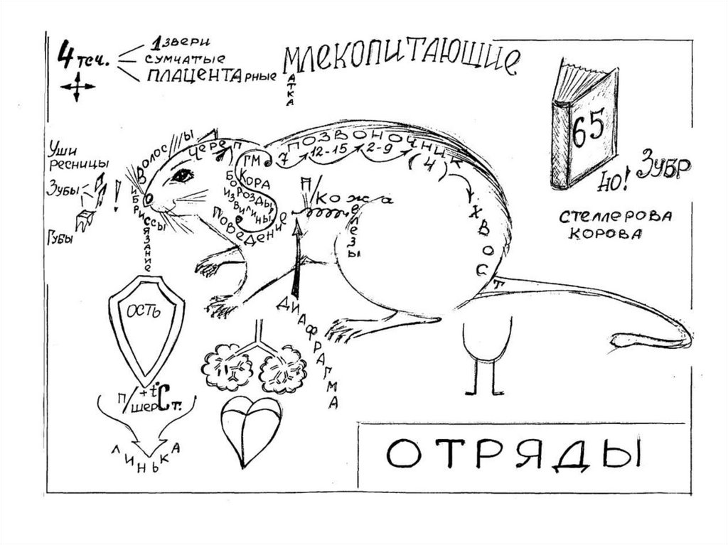 Биология 7 конспект. Опорный конспект по биологии. Конспекты по биологии. Опорные конспекты Шаталова по биологии. Опорный конспект рисунок.