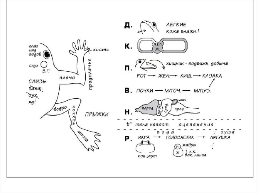 Конспект по биологии 7. Земноводные опорная схема. Опорный конспект земноводные. Конспект по биологии 5 класс опорный конспект. Ментальная карта и опорные конспекты на уроках биологии.