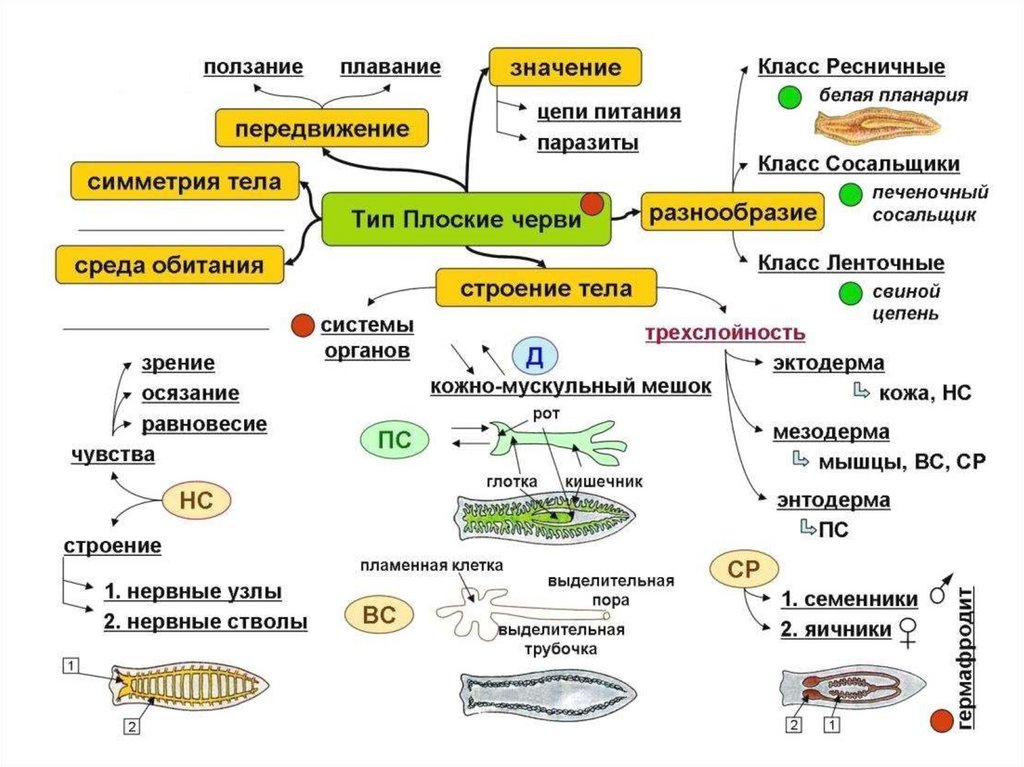 Биология в схемах