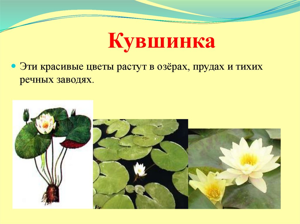 Какие растения растут. Редкие растения Астраханской области презентация. Какие растения растут на озёрах. Какие цветы растут в Липецкой области. Охраняемые растения в Липецкой.