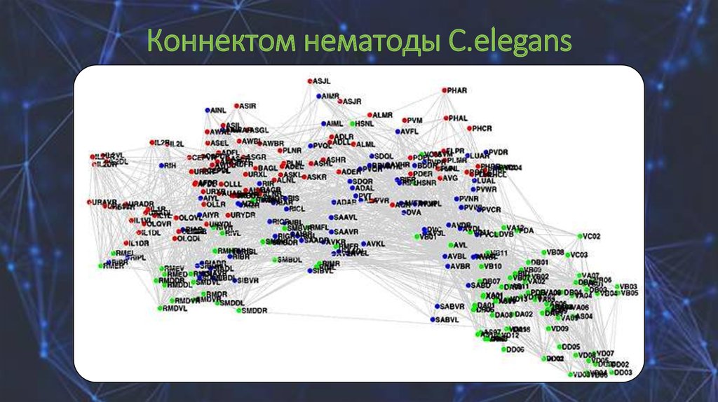 Основная цель проекта коннектом человека