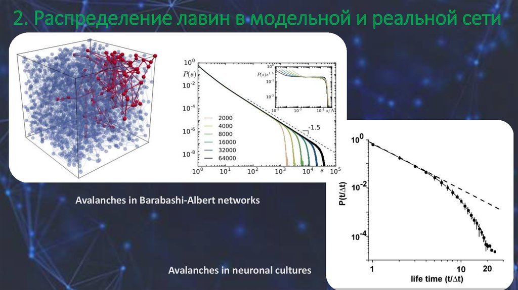 2 распределение. Модель Барабаши Альберт. Модель Барабаши Альберт r Studio. Neuronal Avalanche перевод. Barabashi Network Analysis.