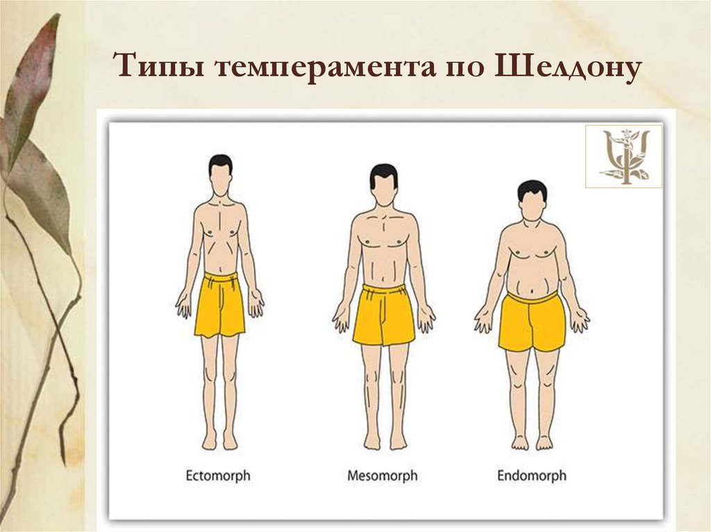 Конституциональные схемы шелдона