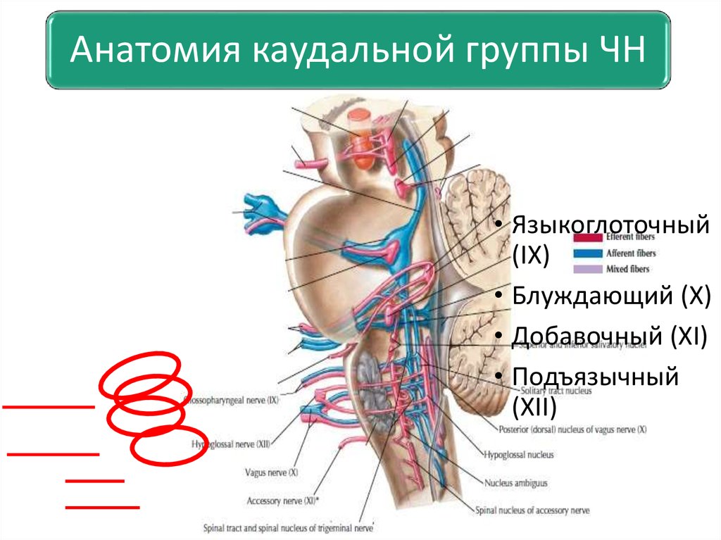 Невралгия языкоглоточного нерва