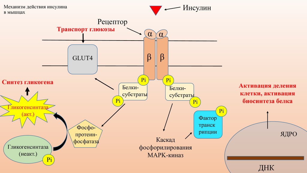 Схема действия инсулина