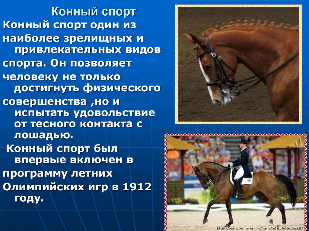 Сообщение о лошади 3 класс. Конный спорт доклад. Презентация по конному спорту. Презентация на тему конный спорт. Рассказ о конном спорте.