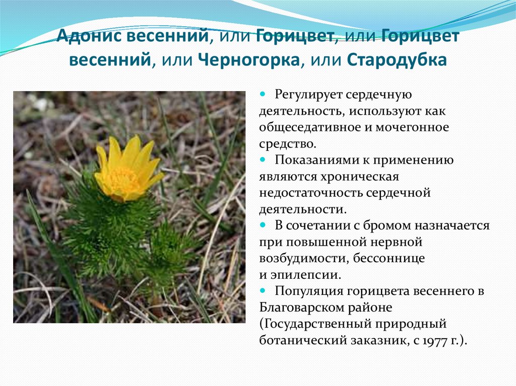 Адонис весенний, или Горицвет, или Горицвет весенний, или Черногорка, или Стародубка