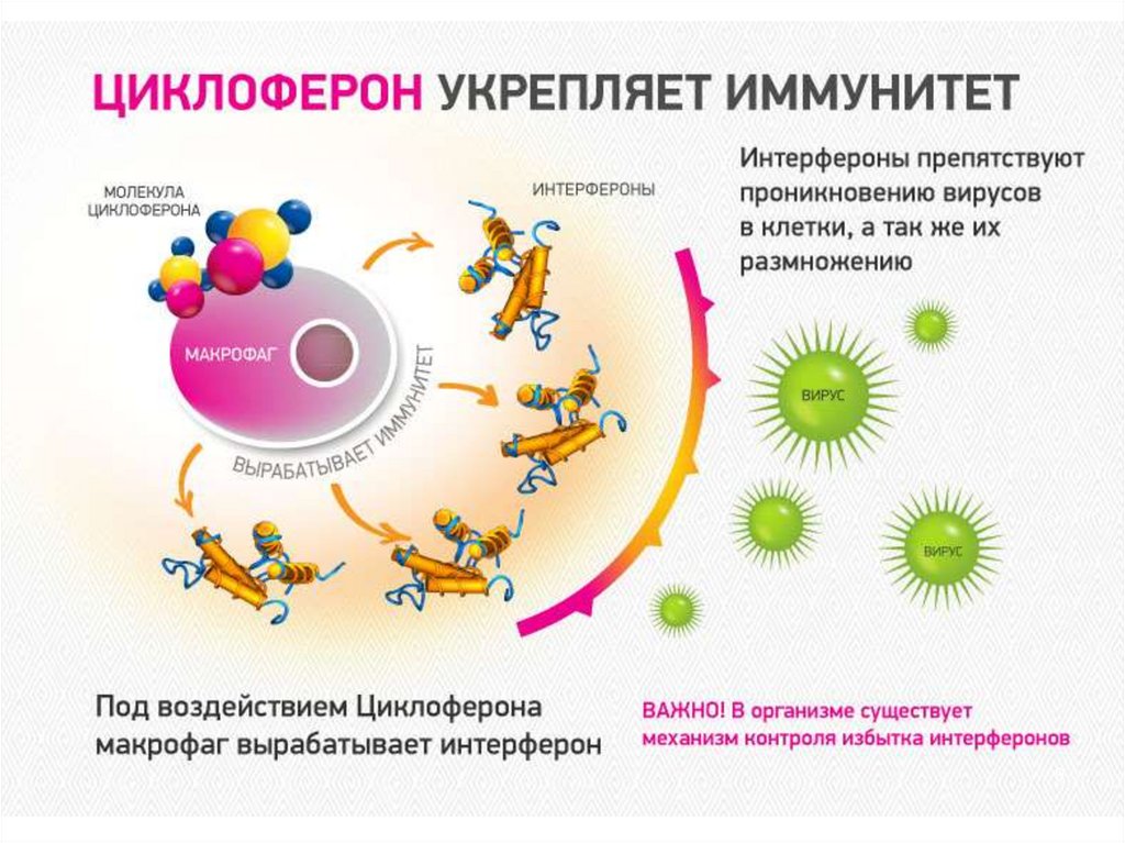 Выработка интерферонов. Схема действия интерферонов. Механизм действия интерферона на вирус. Иммунитет против вирусов. Профилактика иммунитета.