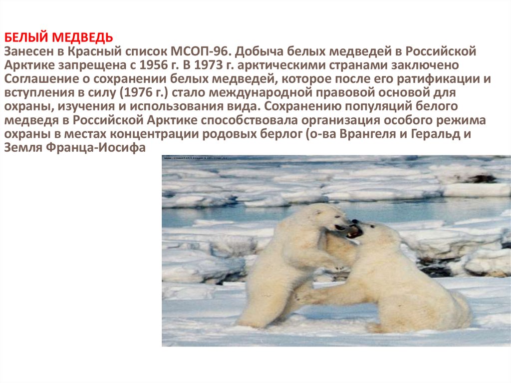 Почему медведи занесены в красную книгу. Белый медведь красная книга Архангельской области. Животные занесенные в красную книгу белый медведь. Описание белого медведя занесенного в красную книгу. Белый медведь занесен в красную книгу России или нет.