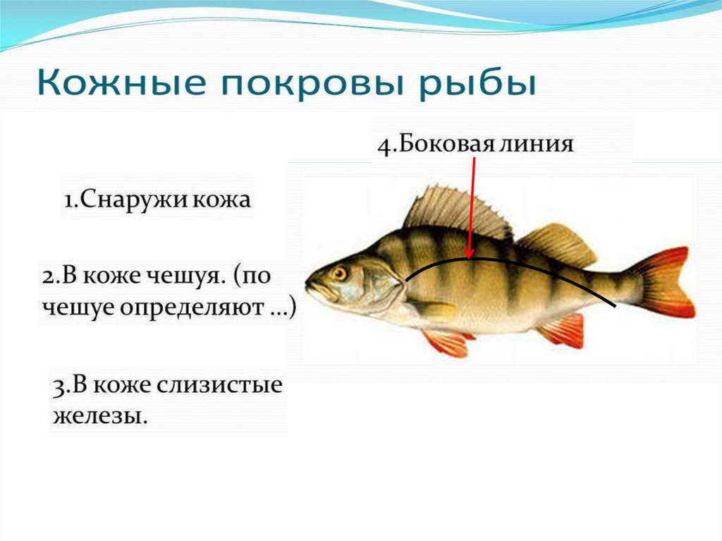 Передвижение рыб в воде