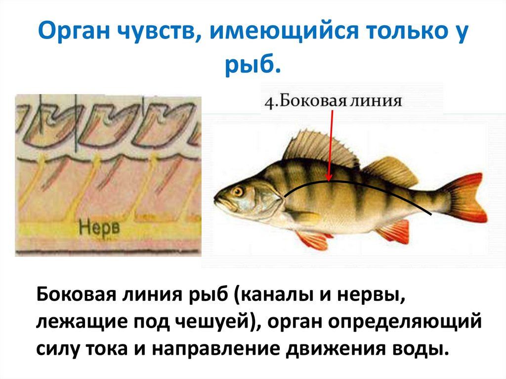 Органы слуха у рыб находятся