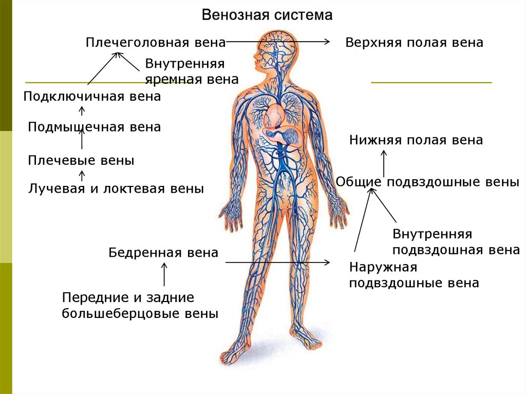 Связь лимфатической системы с кровообращением рисунок