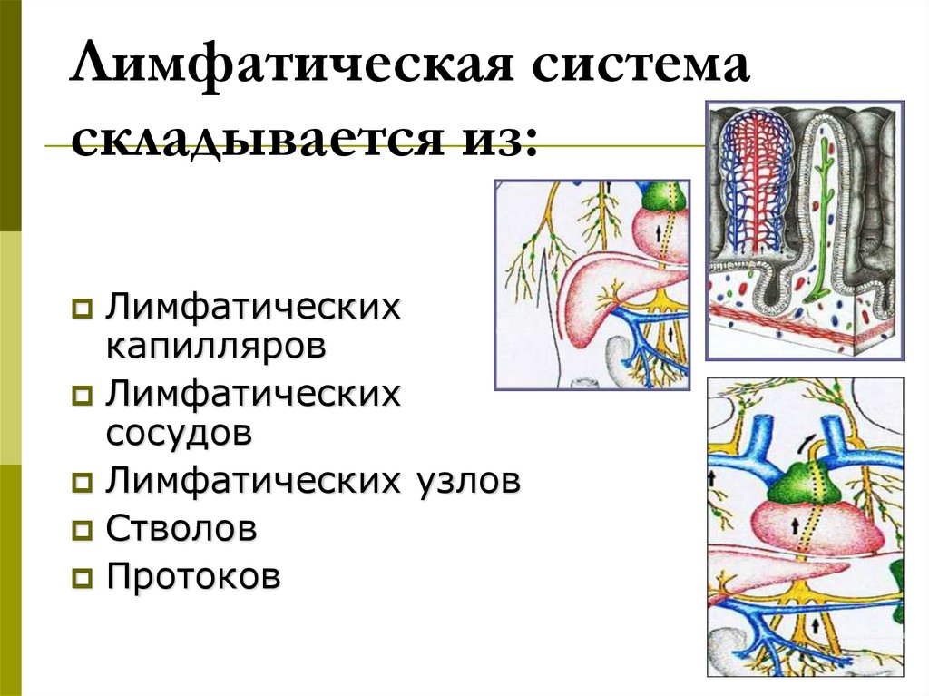 Иммунная и лимфатическая система презентация