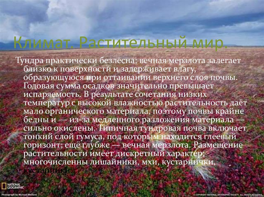 Почему тундра является безлесной природной. Растительный мир в северных безлесных зонах. Климат тундры. Тундра климат растительный мир. Южные безлесные зоны растительный мир.