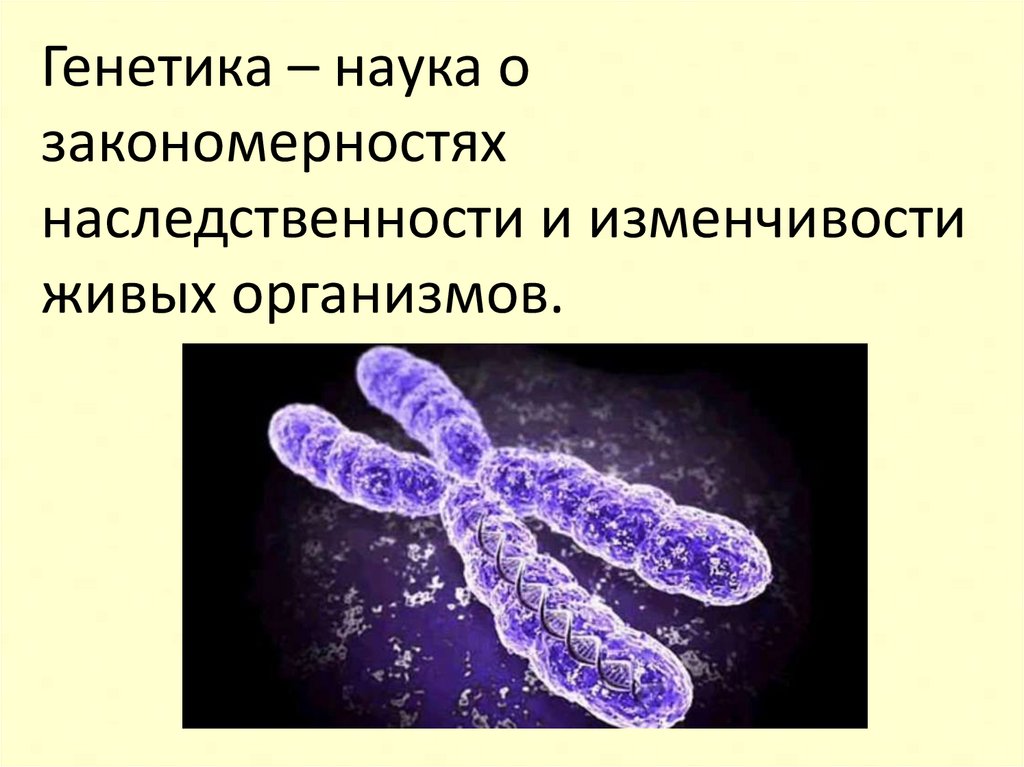 Генетика наука о закономерностях наследственности