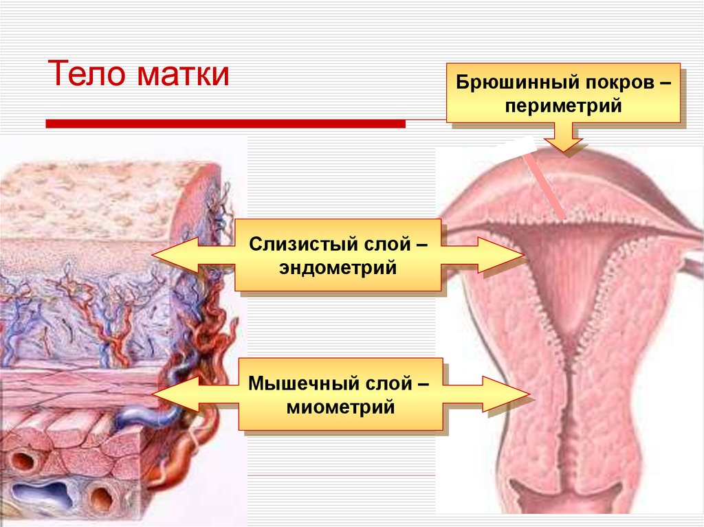 1 фаза эндометрия. Эндометрий миометрий периметрий. Матка строение анатомия слои. Слои стенки матки (оболочки). Слои стенки матки анатомия.