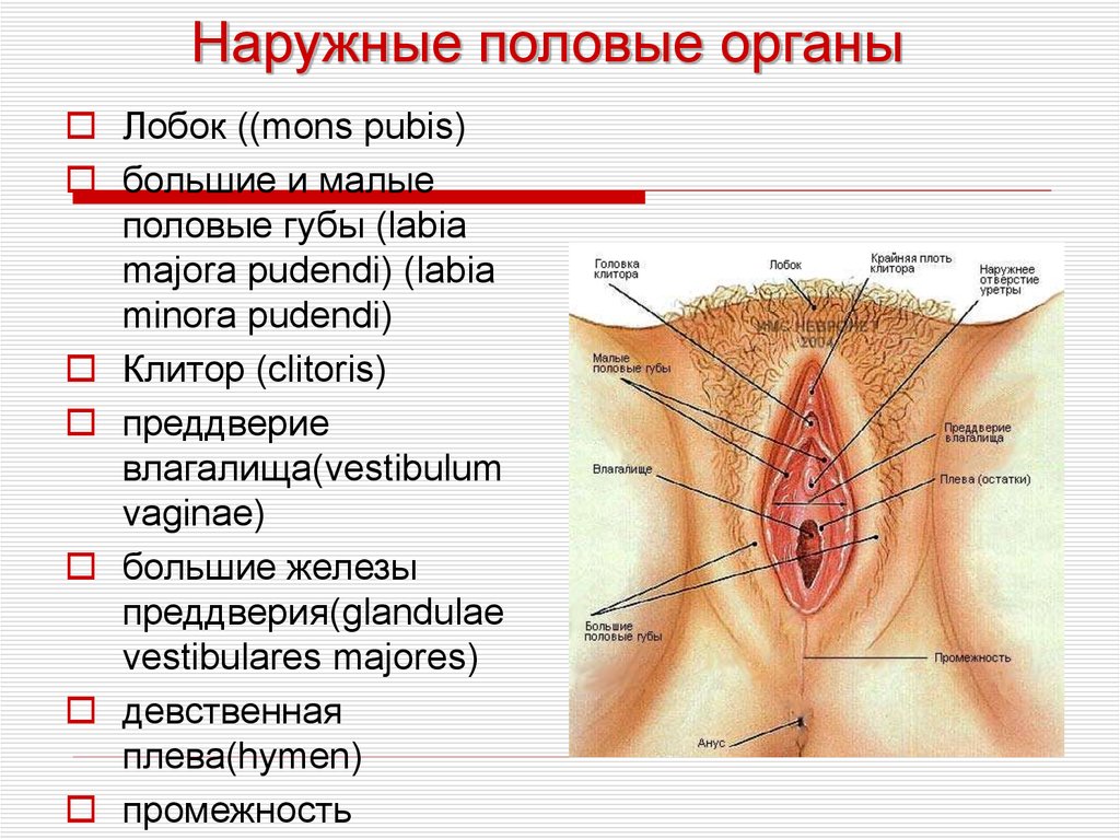 Анатомия и физиология мужской мочеполовой системы