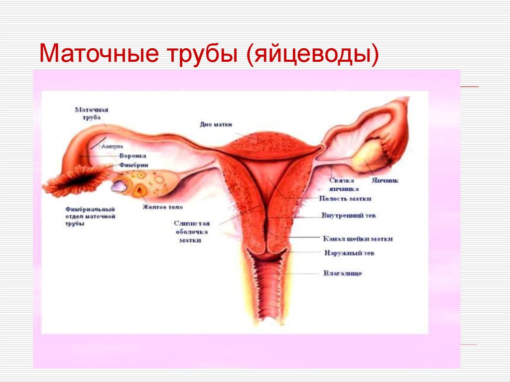 Женская половая труба. Маточные трубы части строение. Строение маточной трубы анатомия. Маточная труба у женщин анатомия. Фаллопиевы трубы у женщин строение.