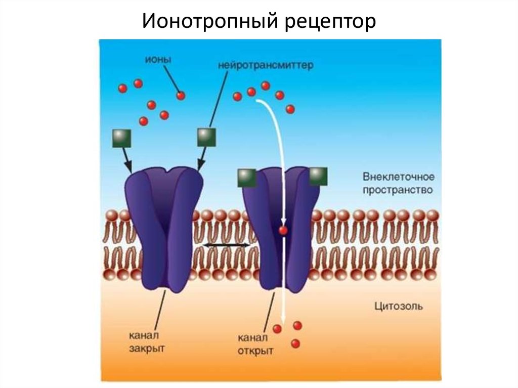Очищение рецепторов. Рецепторы постсинаптической мембраны физиология. Ионотропные рецепторы схема. Типы рецепторов на постсинаптической мембране. Метаботропные рецепторы строение.