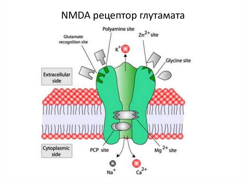 Nmda рецепторы это. Строение NMDA рецептора. NMDA глутаматовые рецепторы. Глутаматные NMDA Рецептор. NMDA-рецепторно-канальный комплекс.