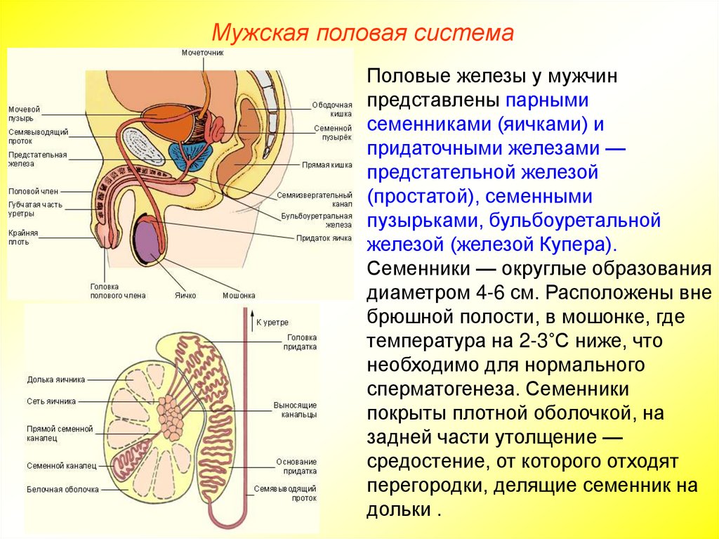 Мужская половая система презентация