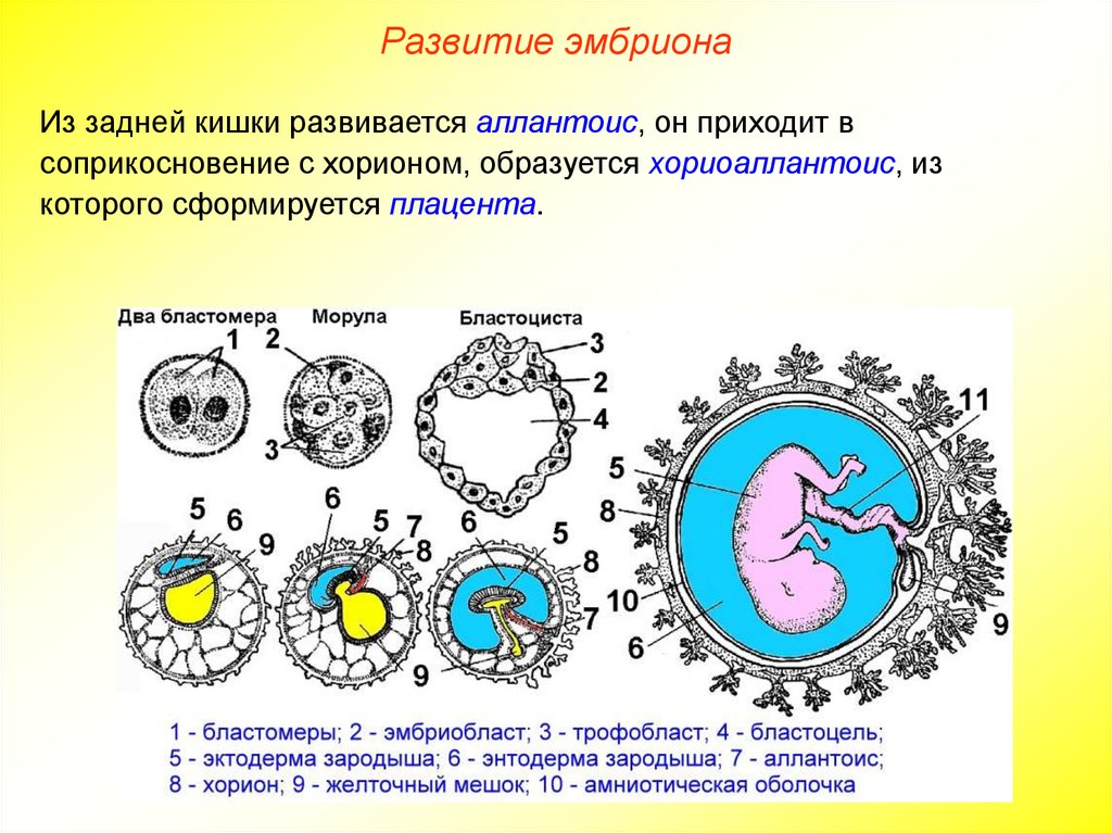 Наличие у зародыша человека. Зародышевые оболочки хорион. Бластоциста эмбриобласт трофобласт. Эмбриональное развитие хорион. Желточный мешок эмбриология.